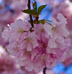 Close-up of pink flowers blooming on tree