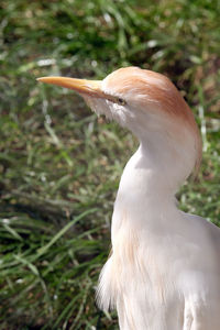 Mongolian crane, antigone vipio