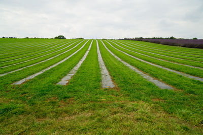 Scenic view of agricultural field against sky