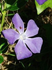 Close-up of iris blooming outdoors