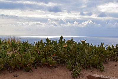 Plants growing on field by sea against sky