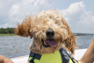 Close-up of dog sticking out tongue at lake against sky