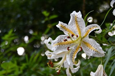 Close-up of white flowering plant