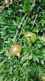 Close-up of fruit growing on plant