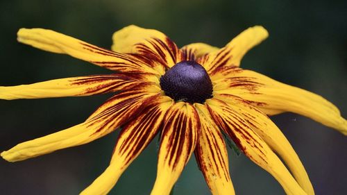 Close-up of yellow flower