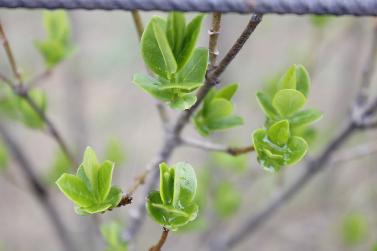 CLOSE-UP OF PLANT LEAVES