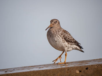 Close-up of seagull perching on retaining wall against clear sky