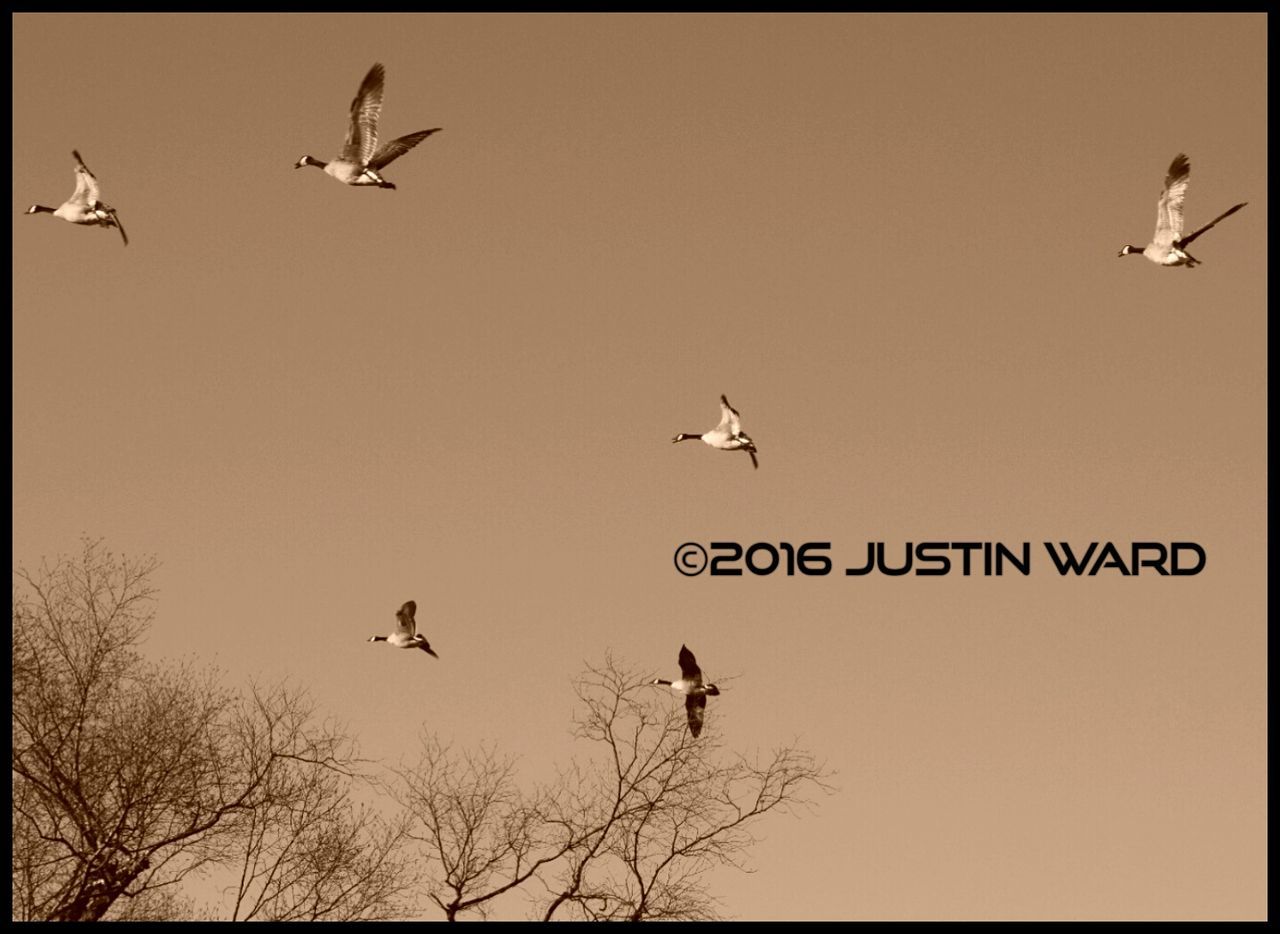 LOW ANGLE VIEW OF BIRDS FLYING OVER WHITE BACKGROUND
