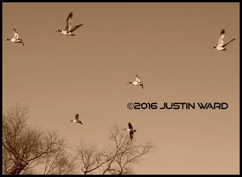 Low angle view of bird flying in sky