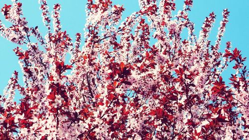 Low angle view of blooming tree against sky