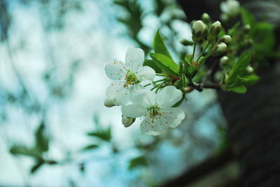 Close-up of white cherry blossom tree