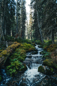 Stream flowing through rocks in forest