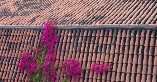 Close-up of pink flowers on roof