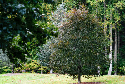 Nature scenery with trees and plants