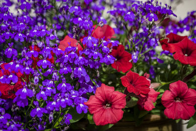 Close-up of purple flowering plants