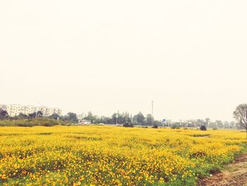 Scenic view of oilseed rape field against clear sky