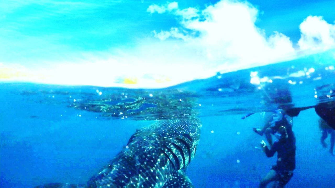 CLOSE-UP OF FISH IN SEA