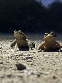 Surface level of animal on sand