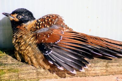 Close-up of eagle flying against wall