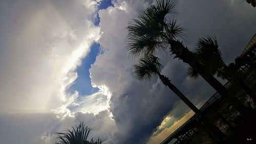 Low angle view of palm tree against sky