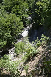 Scenic view of waterfall in forest