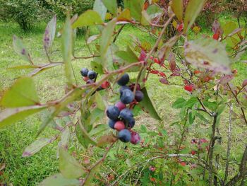 Fruits growing on tree