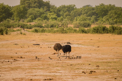 African ostrich in the savanna of in zimbabwe, south africa