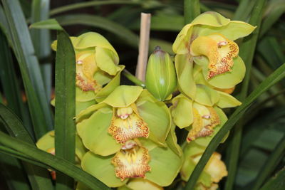 Close-up of yellow flowers