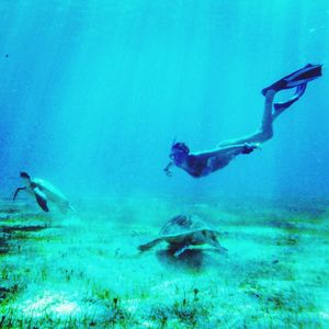 Jellyfish swimming in sea