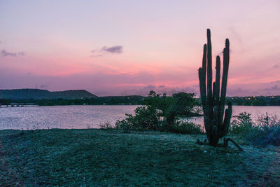 Cactus growing on field against sky during sunset