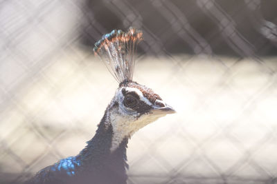 Close-up of a bird