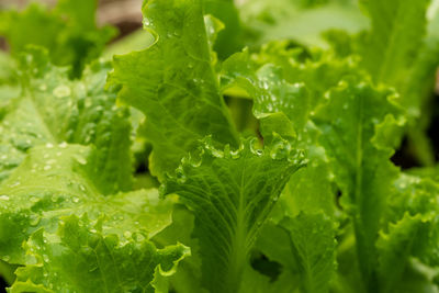 Close-up of green leaves on plant