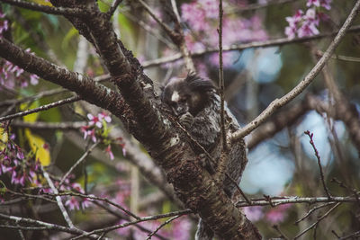 Low angle view of monkey on tree