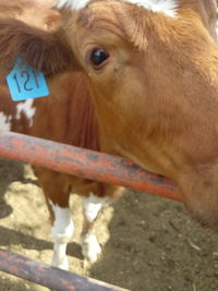 Close-up of horse