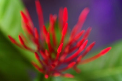 Close-up of red flowers