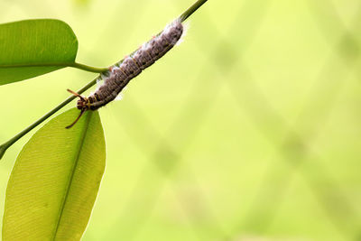 Close-up of insect