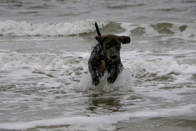 Portrait of dog on beach