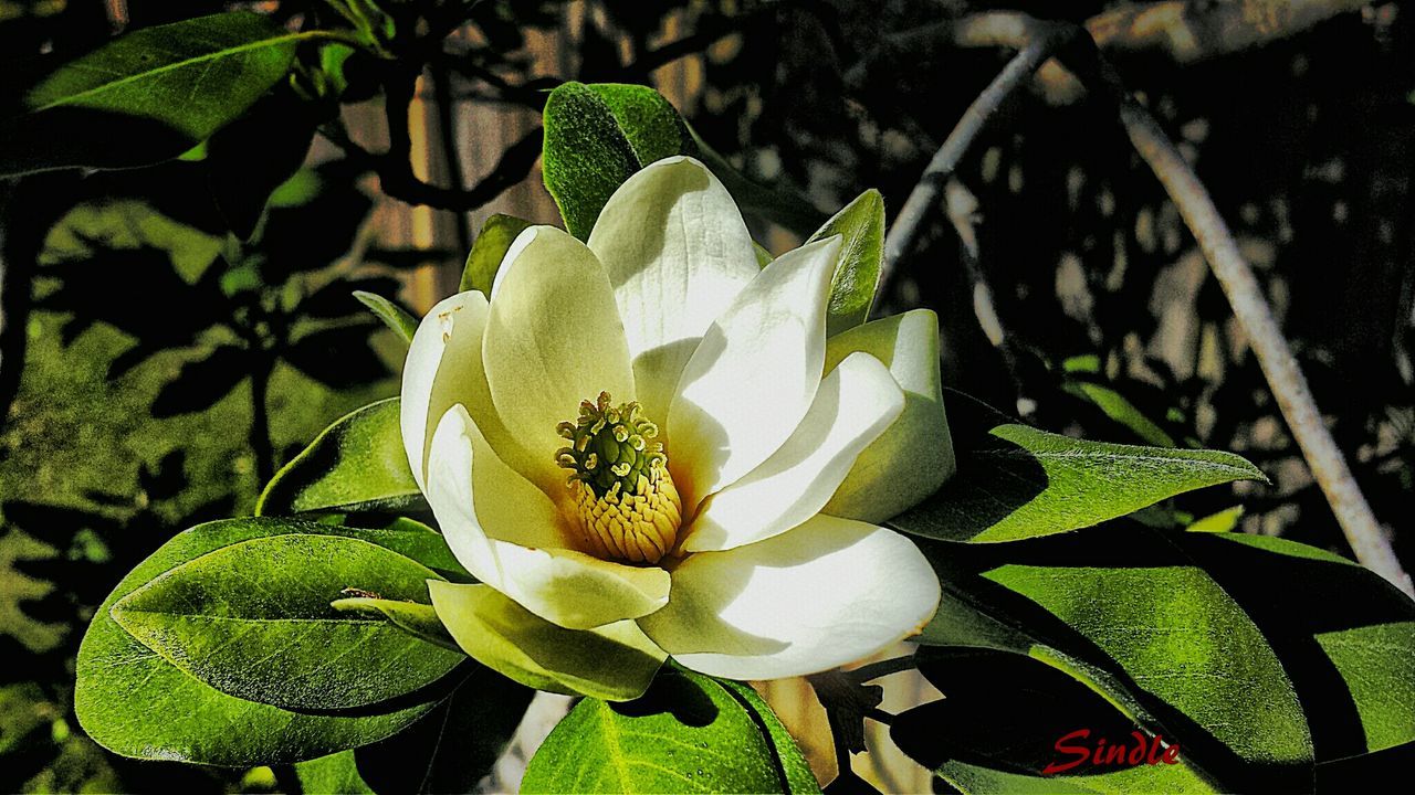 CLOSE-UP OF WHITE FLOWERS BLOOMING