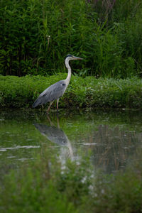 High angle view of gray heron in lake