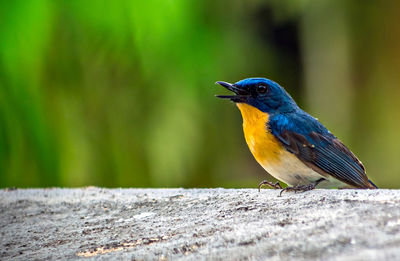 Colorful, isolated, young indian blue robin sitting on a wall of the building.