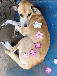 High angle view of dog lying down