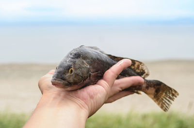 Close-up of hand holding shell