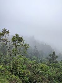 Trees on landscape against sky