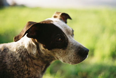 Close-up of dog