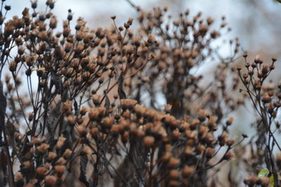 Close-up of dry plants on snow covered field