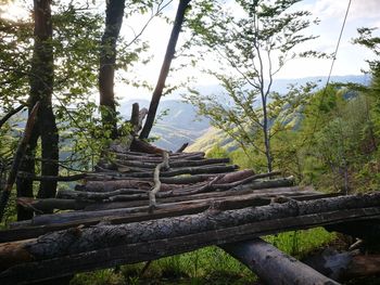 Stack of logs in forest