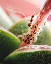 Close-up of insect on fruit