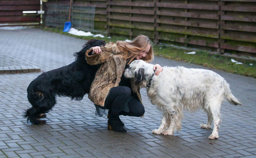 Dogs on street