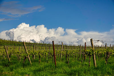 Scenic view of vineyard against sky