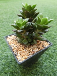 High angle view of succulent plant